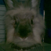 Lloric
