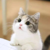 子赫