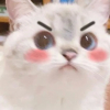 阿猫阿狗、