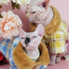 -Sphynx-