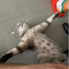 RataGod