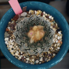 铠文