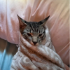 SᕼᙏOᒪᗪY