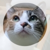 みかちぇんこ