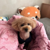 가젤