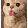 호치°○°