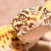 Gecko93