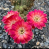 (>Cactus<)