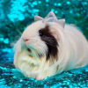 PiggyPrincess~