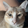 MinkMeowL&D
