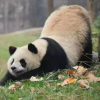 青涩小西瓜