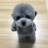 寒鸦少年丶