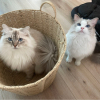 蘑菇북극곰