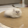 小猫猪猪✪ω✪
