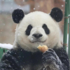 馒头卷卷°