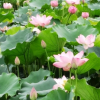 闪光慕木兽
