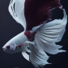 WōŋŸounĠ