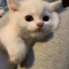 好运大熊猫