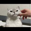 谢！C社