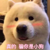 番薯尼尼