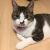 きゅーのすけ
