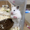 쥰야