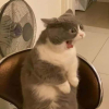 ʙocᴀмxoᴀι