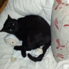 diefaulesocke