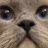 MooFaX
