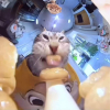 Yoshimeowmeow