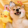是知安张阿
