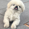 -偽顔-