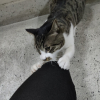 仙霖