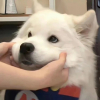 暴走狗si马
