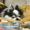 竹輪玉葱
