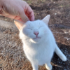 タコパーク