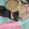kittykittymeow
