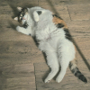 선생