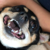 Ṣąŋƴą