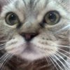 Yoshimeowmeow