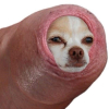 chibrard