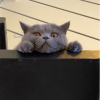 Kitkor