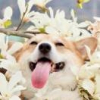 木馬木馬