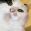 Muumi