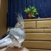 (ご´ω｀ま)