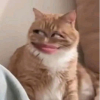 •屠夫•