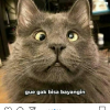 CucuGrandong