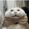 ᖇᗩᗷᗷIT
