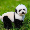 你叫杨什么过