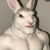 도지토끼